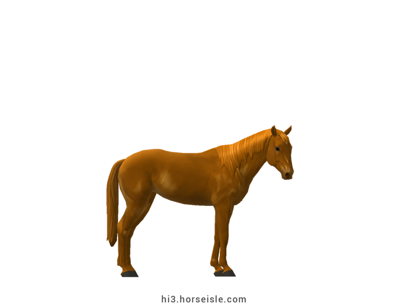 French Riding Pony Bright Chestnut Coat